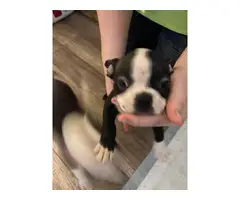 5 Boston Terrier puppies for sale - 4