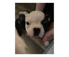 5 Boston Terrier puppies for sale - 5