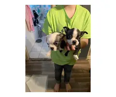 5 Boston Terrier puppies for sale - 8
