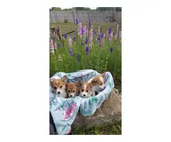 Litter of 9 Welsh Corgi Puppies