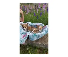 Litter of 9 Welsh Corgi Puppies - 3