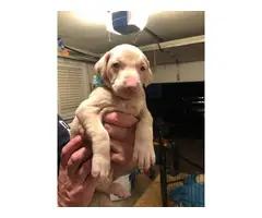 8 week old white doberman puppies for sale