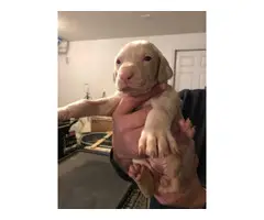 8 week old white doberman puppies for sale - 2