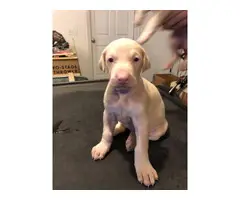 8 week old white doberman puppies for sale - 3