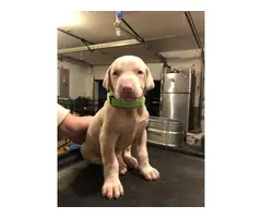 8 week old white doberman puppies for sale - 4