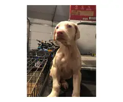 8 week old white doberman puppies for sale - 6