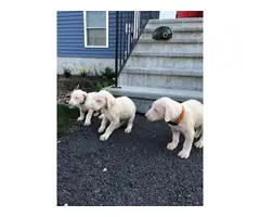 8 week old white doberman puppies for sale - 7