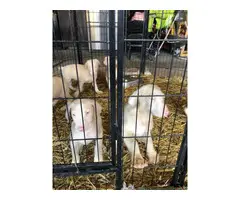 8 week old white doberman puppies for sale - 8