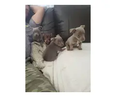 4 Chihuahua female pups - 1