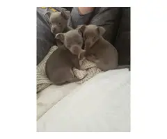 4 Chihuahua female pups - 3