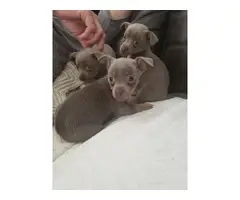 4 Chihuahua female pups - 4