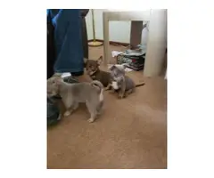 4 Chihuahua female pups - 5