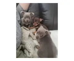 4 Chihuahua female pups - 7