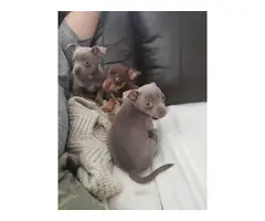 4 Chihuahua female pups - 8