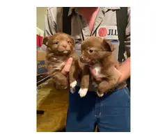 Two Male Pomchi puppies needing new homes - 3