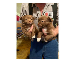Two Male Pomchi puppies needing new homes