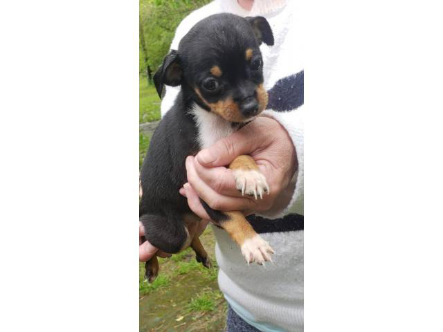 toy chiweenie puppies