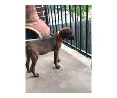 Purebred redbone coonhound puppy