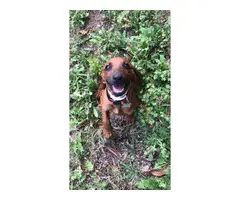 Purebred redbone coonhound puppy - 2