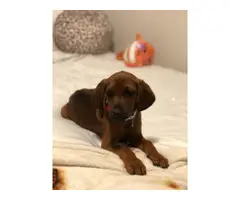 Purebred redbone coonhound puppy - 4