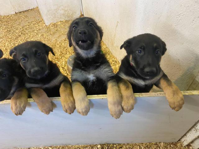 9 weeks old AKC registered German shepherd puppies Louisville - Puppies ...