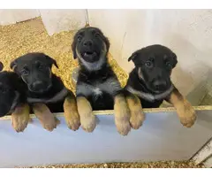 9 weeks old AKC registered German shepherd puppies - 1