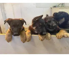 9 weeks old AKC registered German shepherd puppies - 2