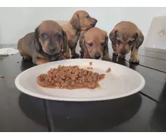 4 female Dachshund puppies