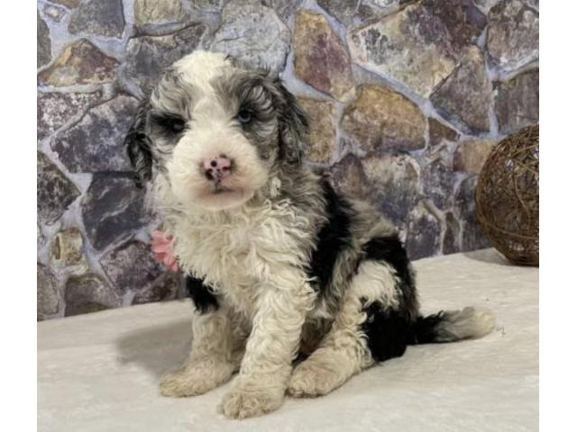 sheepadoodle for sale near me