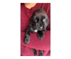 Full breed Cocker Spaniel puppies for sale