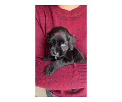 Full breed Cocker Spaniel puppies for sale - 3