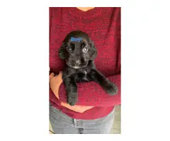 Full breed Cocker Spaniel puppies for sale - 4