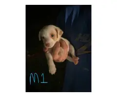 2 male Jack Chi Puppies for Sale - 6