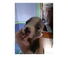 Gorgeous Pit Bull Puppies are looking for forever homes - 2