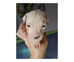 Gorgeous Pit Bull Puppies are looking for forever homes - 3