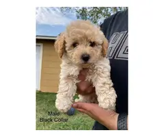 Two male Poodle Puppies for Sale