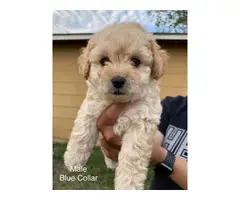 Two male Poodle Puppies for Sale - 6