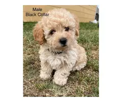 Two male Poodle Puppies for Sale - 7