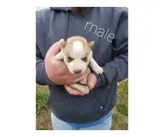 AKC Siberian Husky Puppies For Sale - 1