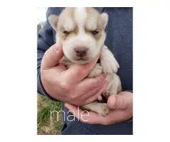 AKC Siberian Husky Puppies For Sale - 3