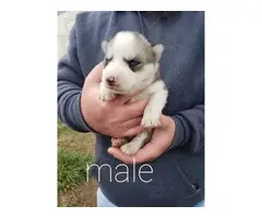AKC Siberian Husky Puppies For Sale - 4