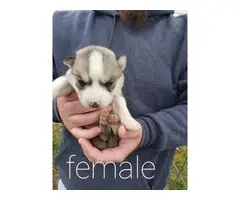 AKC Siberian Husky Puppies For Sale - 5