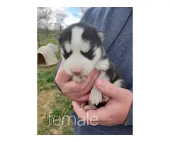 AKC Siberian Husky Puppies For Sale - 6