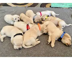 Yellow Lab Puppies for Sale - 2