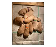 Yellow Lab Puppies for Sale - 3