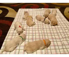 Yellow Lab Puppies for Sale - 4