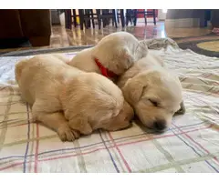 Yellow Lab Puppies for Sale - 5