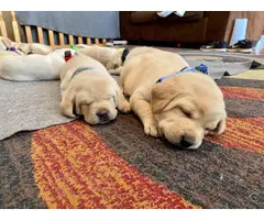 Yellow Lab Puppies for Sale - 7
