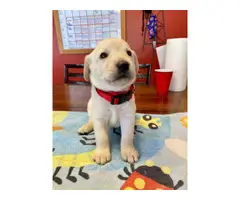 Yellow Lab Puppies for Sale - 8