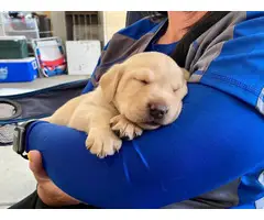 Yellow Lab Puppies for Sale - 9